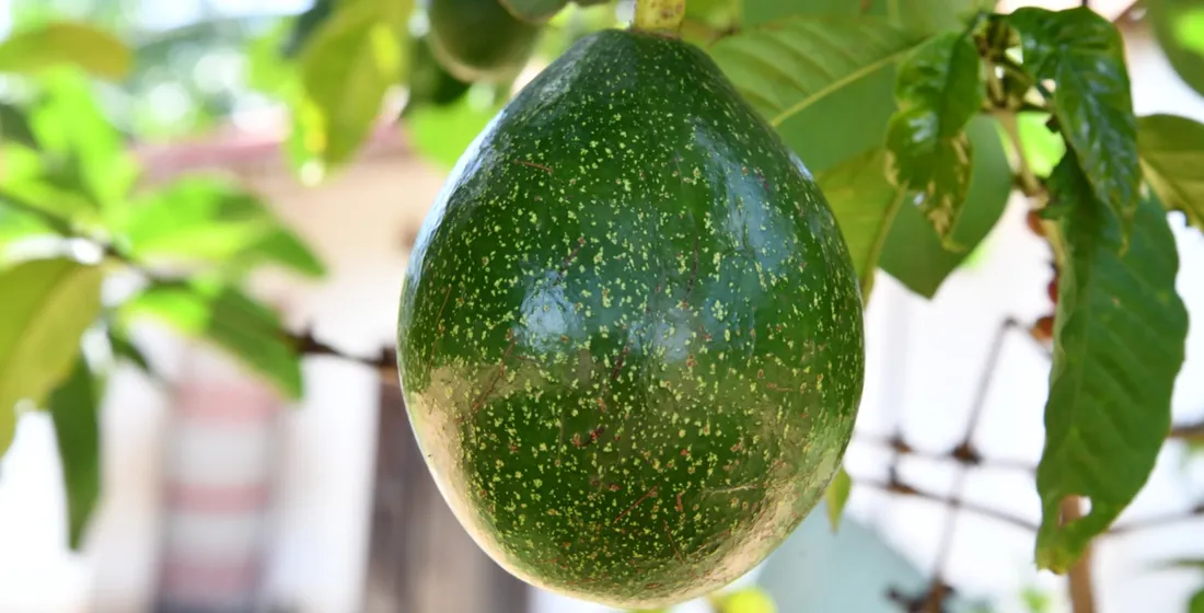 Avocado Powder for Nutritional Bars and Smoothie Premixes: Spec and Color Stability