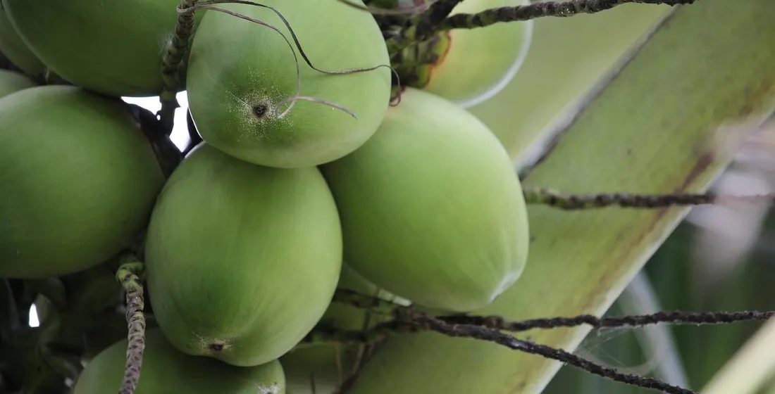 Ceylon vs Indonesian Coconut: Grade, Certification, MOQ